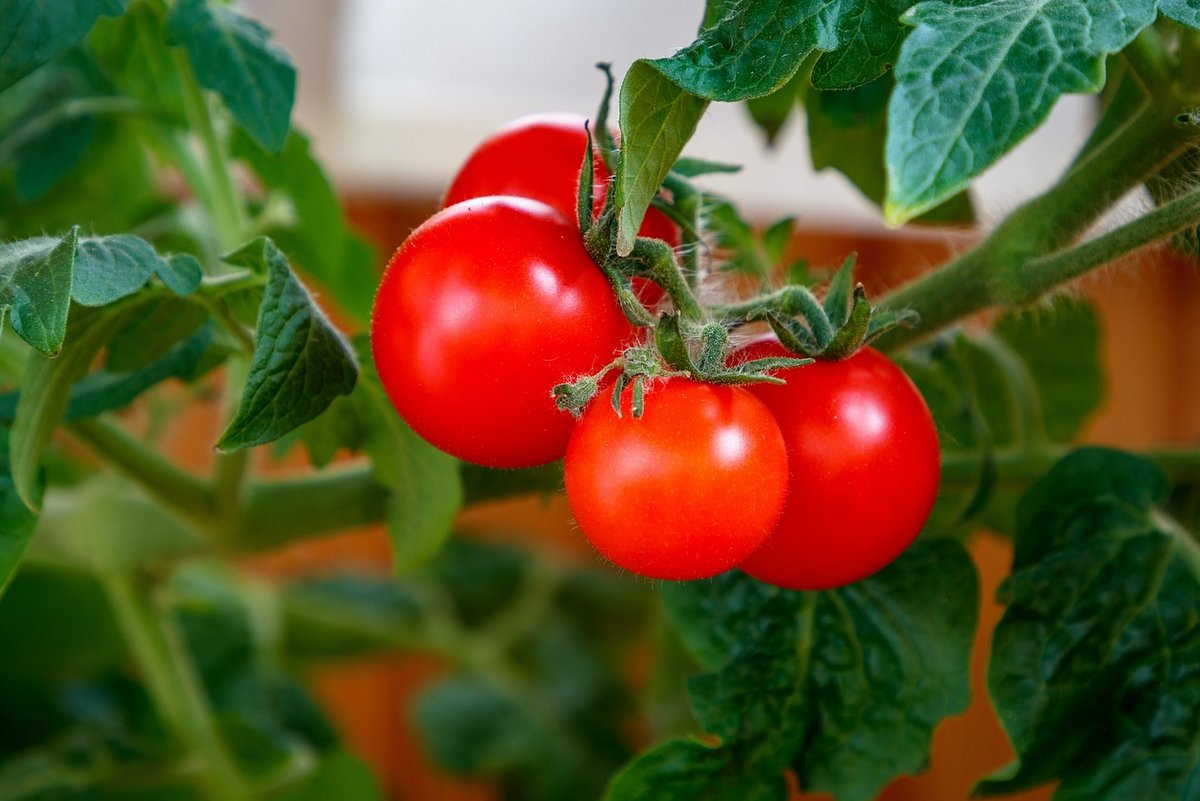 Ako pestovať paradajky na balkóne?