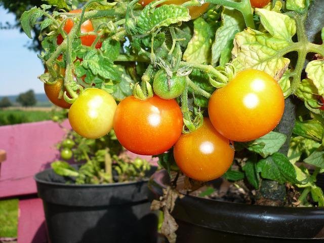 pestovanie paradajok na terase