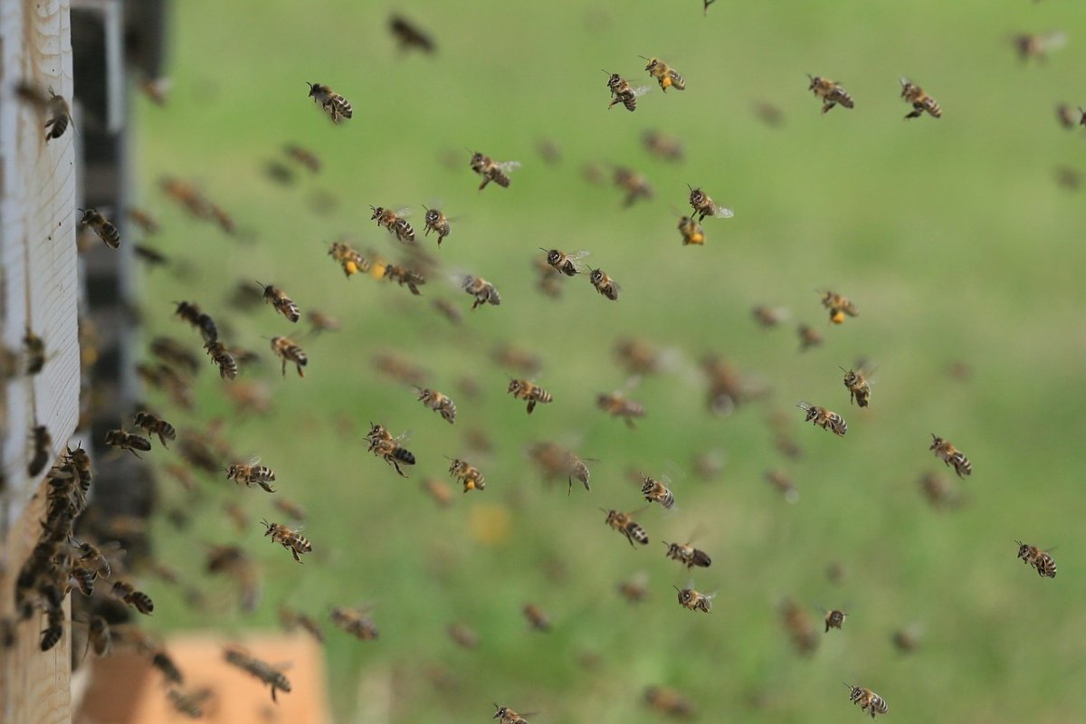 Život včiel v júni a práce s nimi