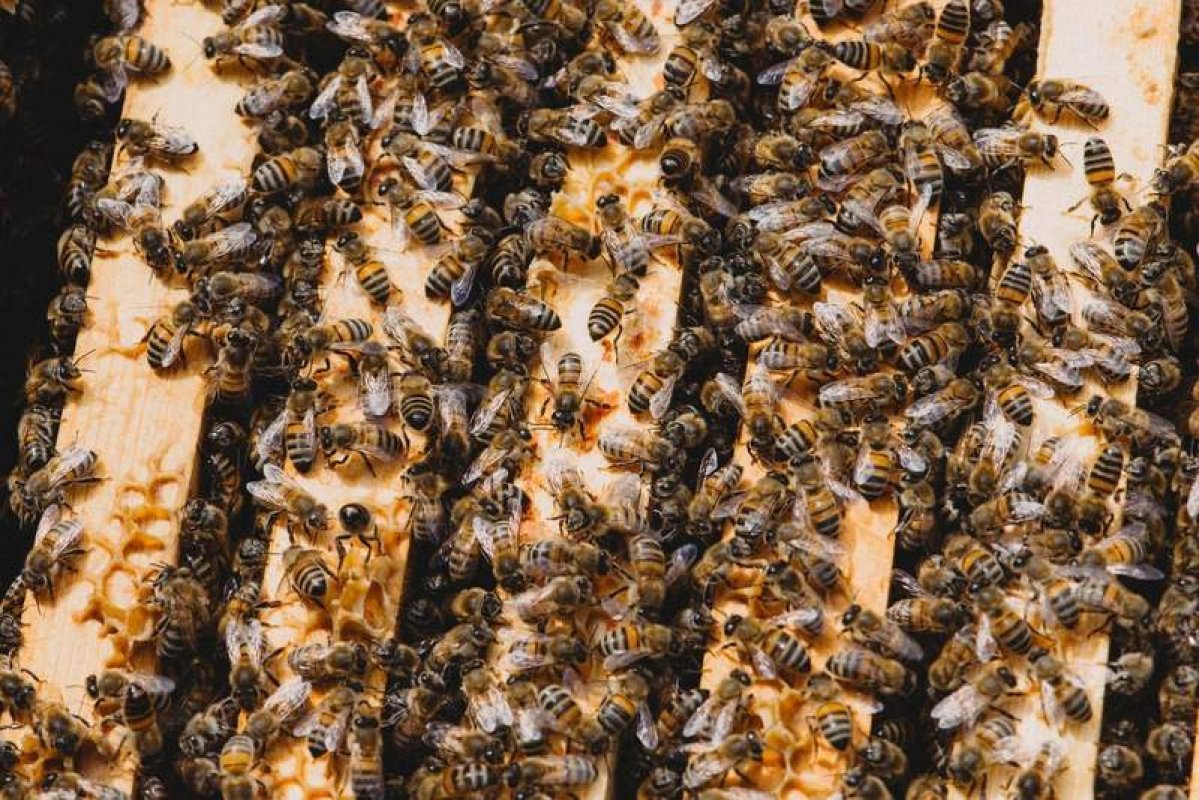 Ako zabrániť rojeniu bez vytvorenia nového včelstva