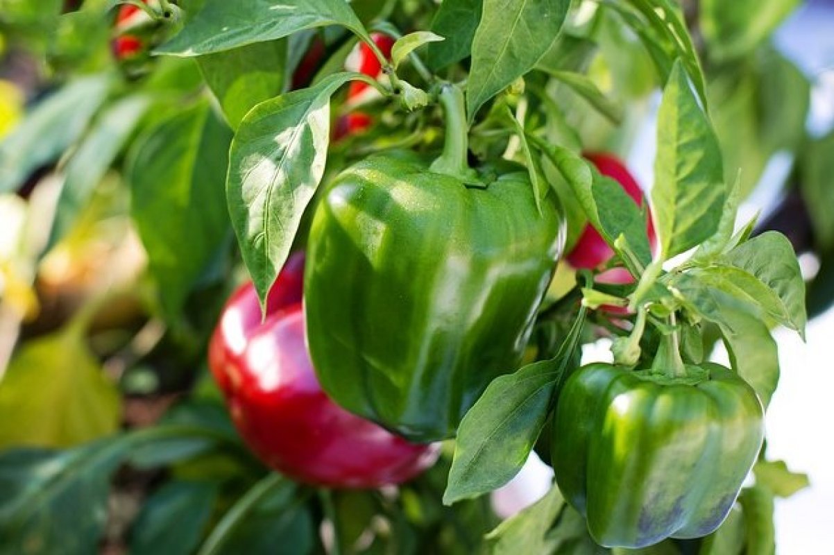 Produktívne pestovanie papriky od sadenia až po zber