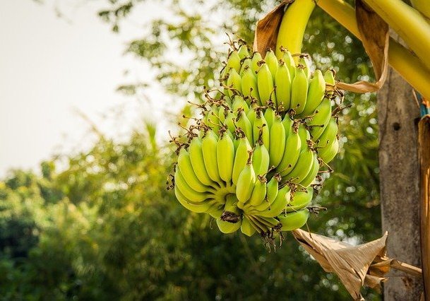 ochorenie banánov