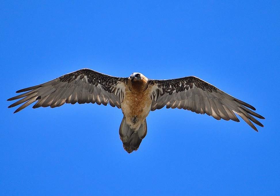 Gypaetus barbatus
