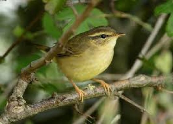 Phylloscopus schwarzi