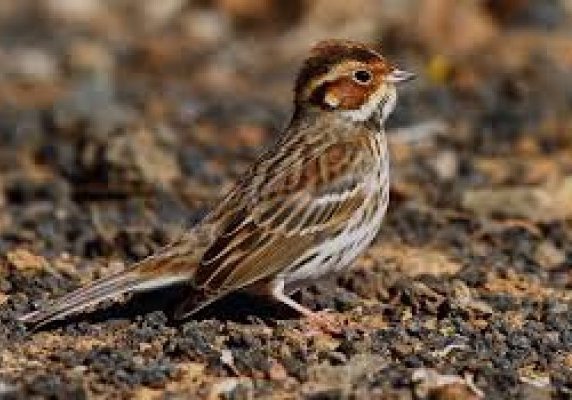 Emberiza pusilla