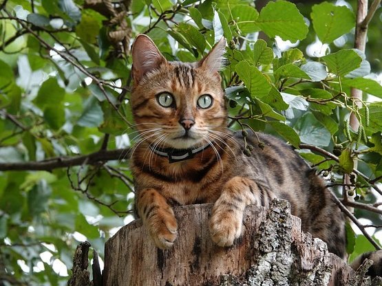 bengálska mačka na strome