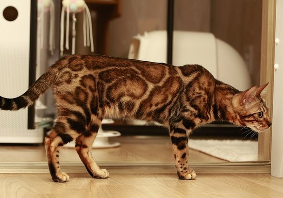 vzhľad bengálskej mačky