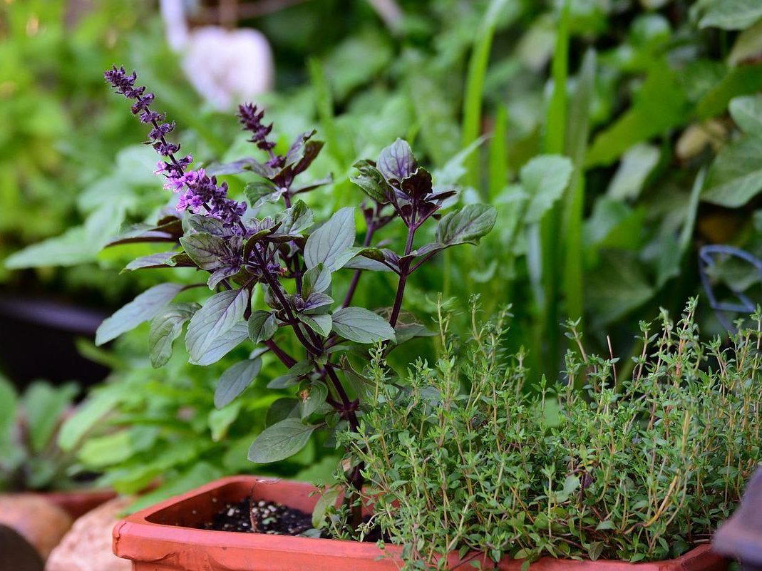 bylinky v kvetináčoch na balkóne