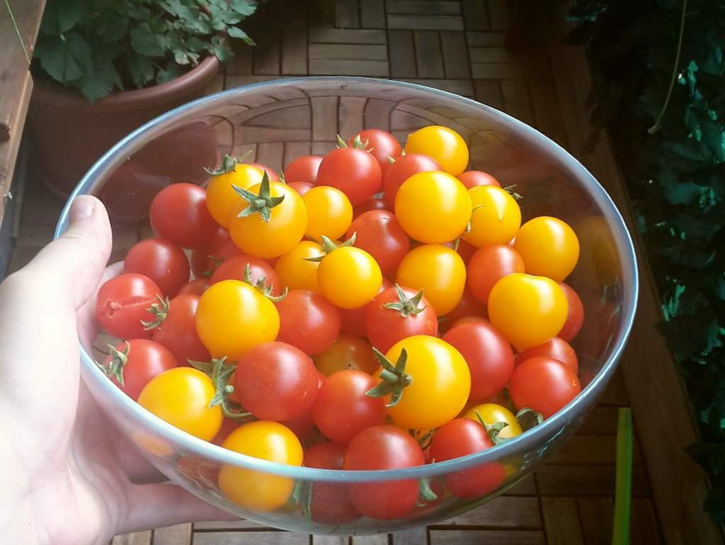 úroda paradajok na balkóne