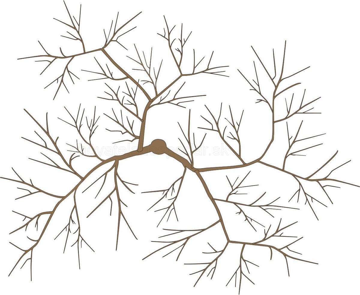 strihanie jablone - jabloň po reze z hora