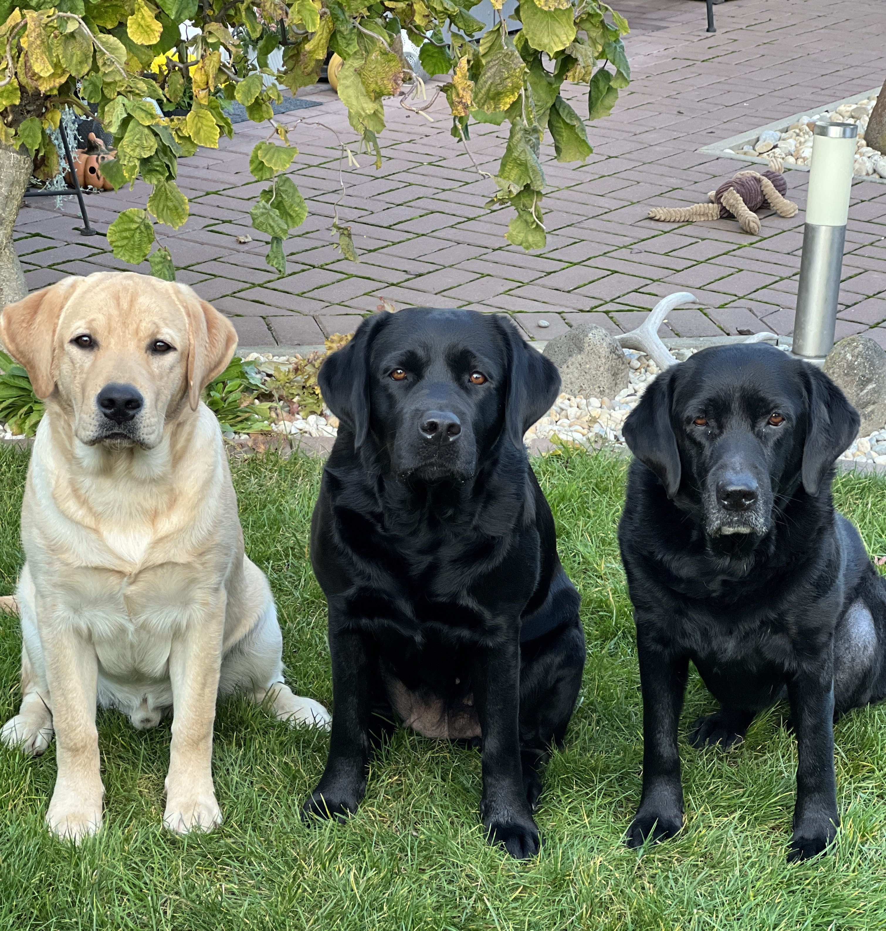 Huntmade Rebels - Chovateľská stanica labradorských retrieverov