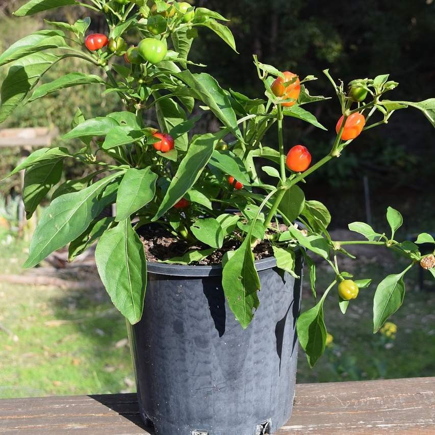 paprika v kvetináči