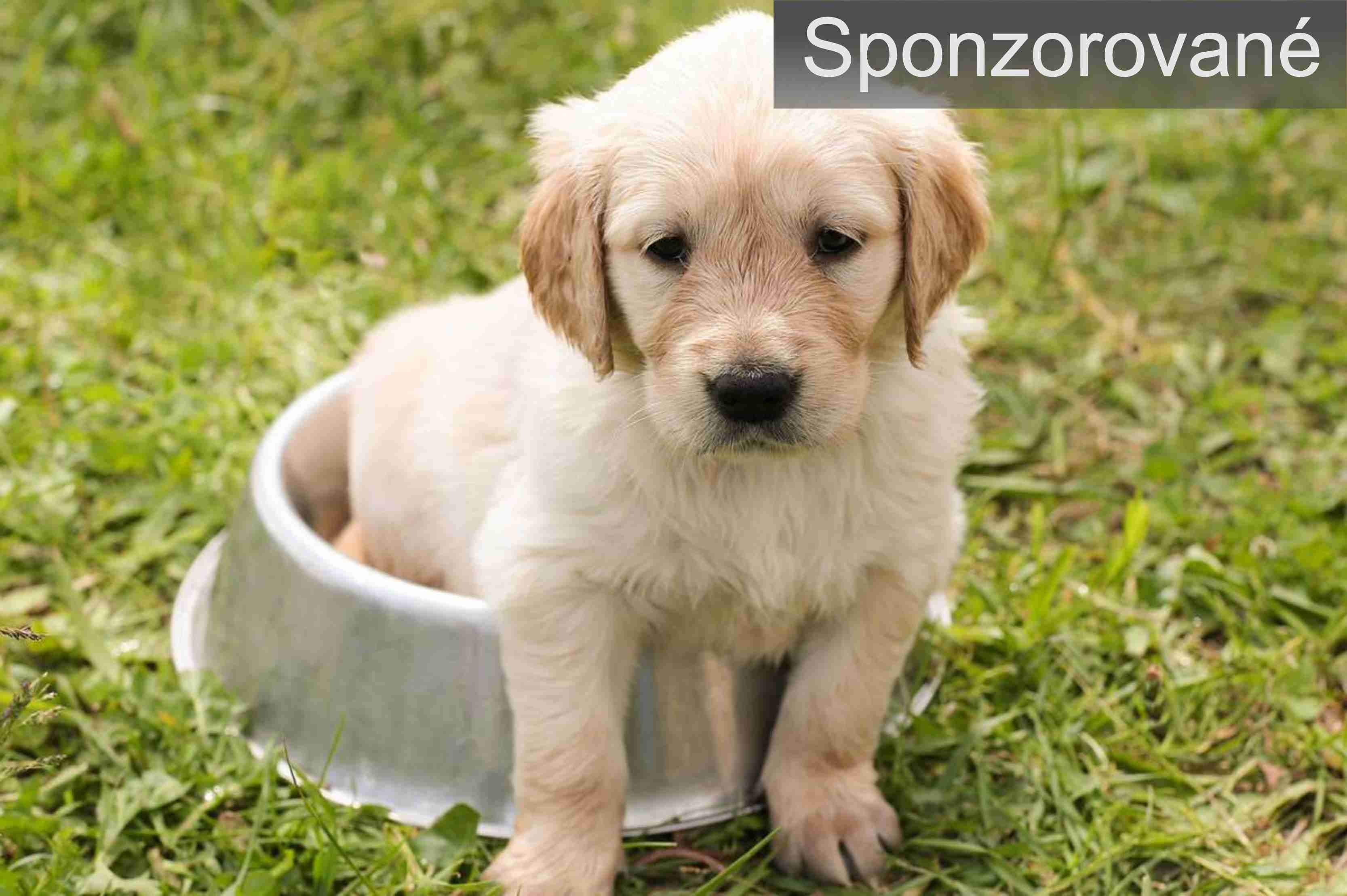 kvalita konzerv pre psov