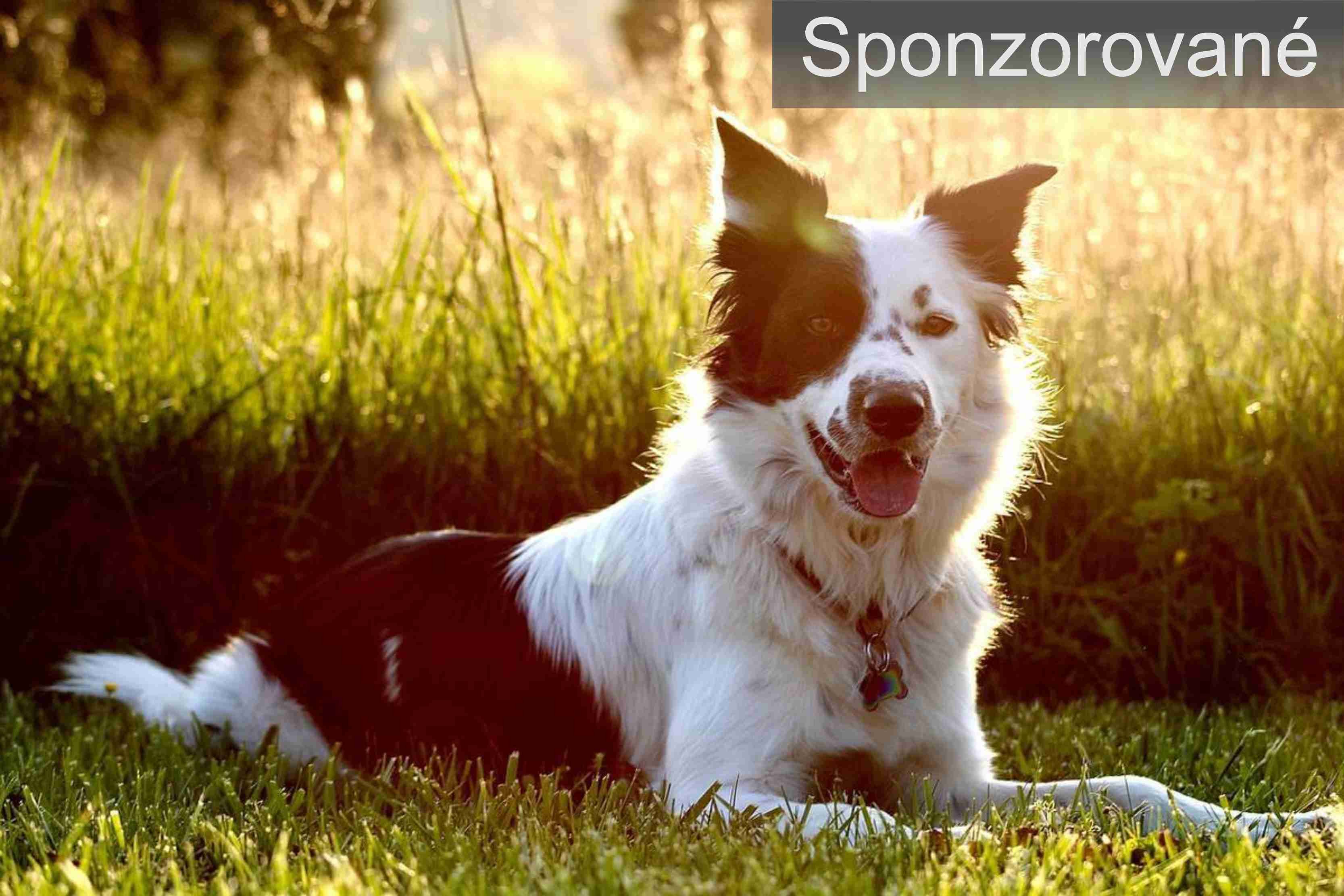 protikliešťové tablety pre psov