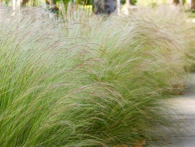 ozdobné trávy do záhrady