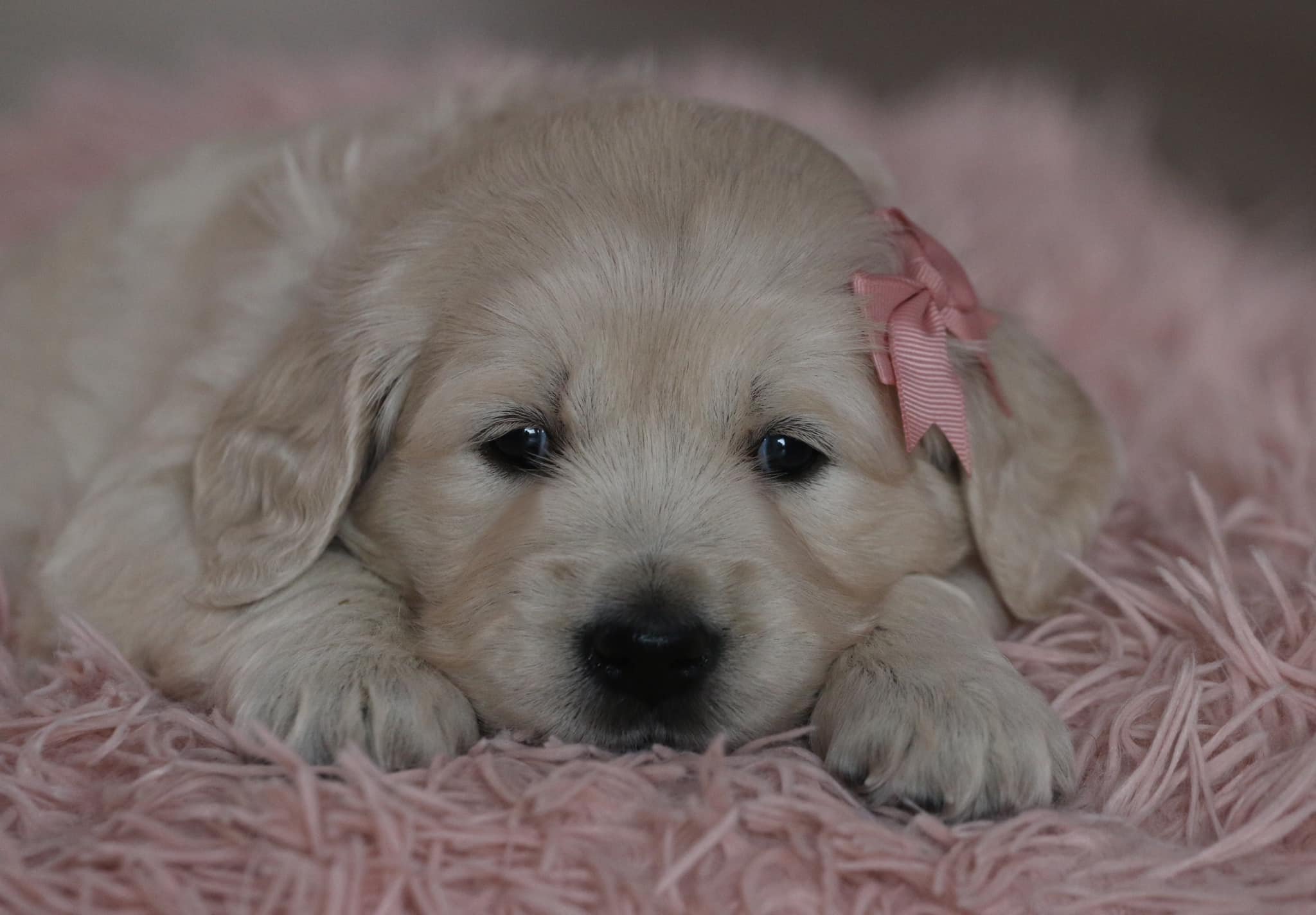 AURIC TREASURE golden retriever kennel