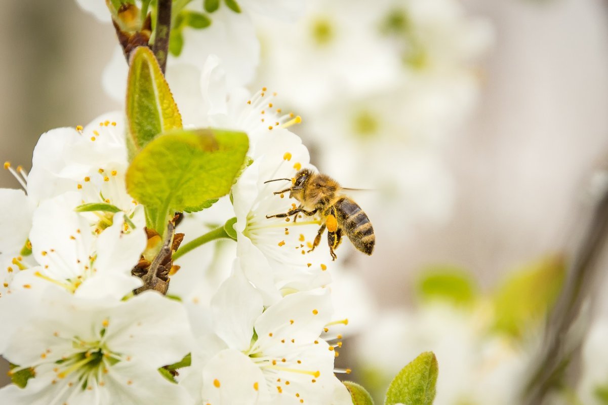 včely v máji