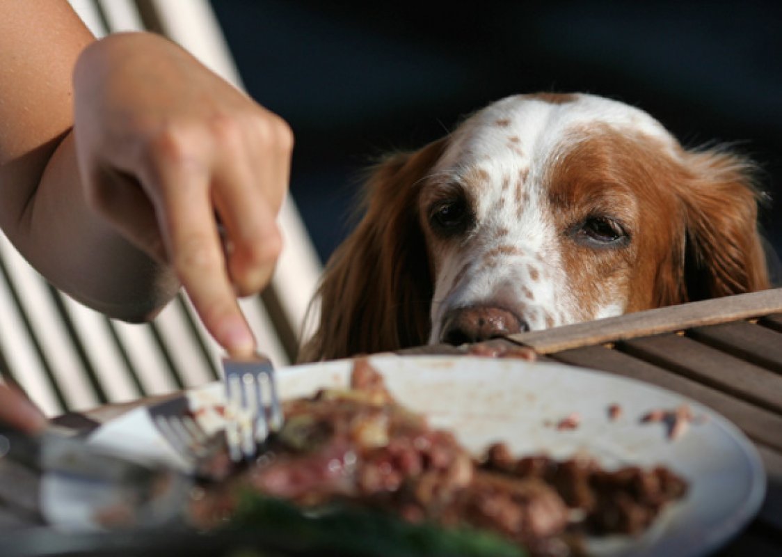 Ako odnaučiť psa žobrať o jedlo