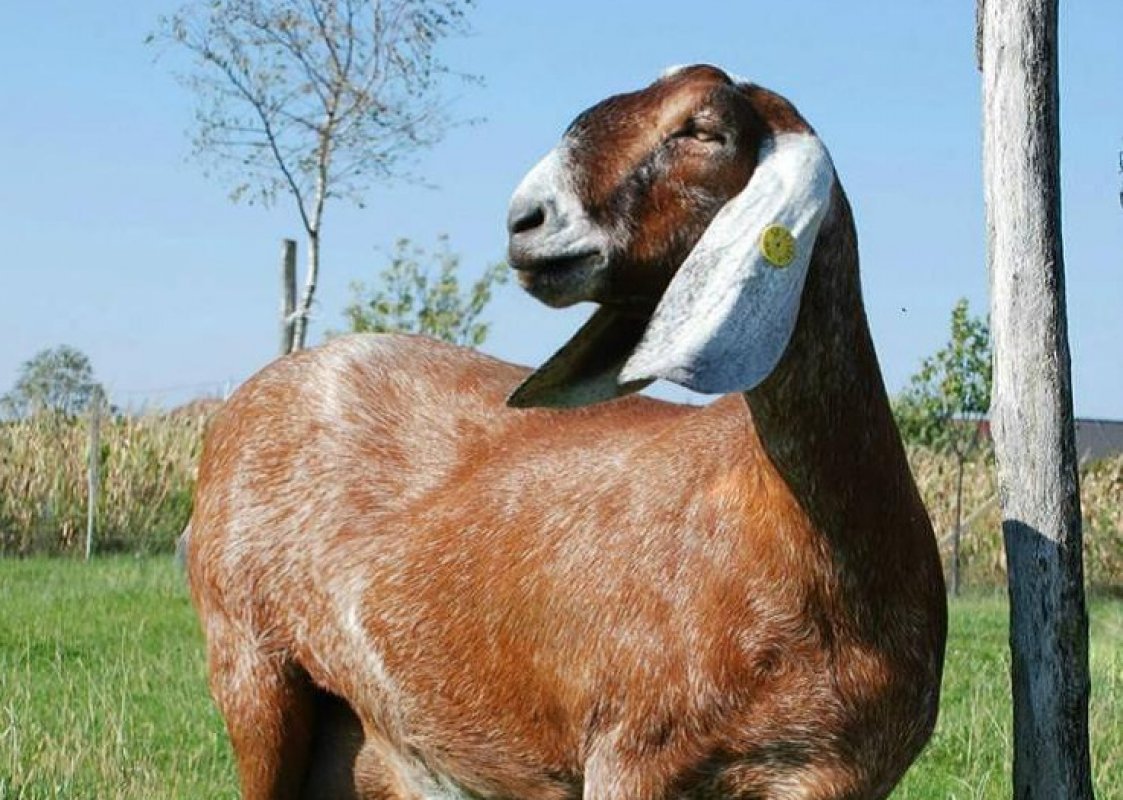 anglonúbijské kozy