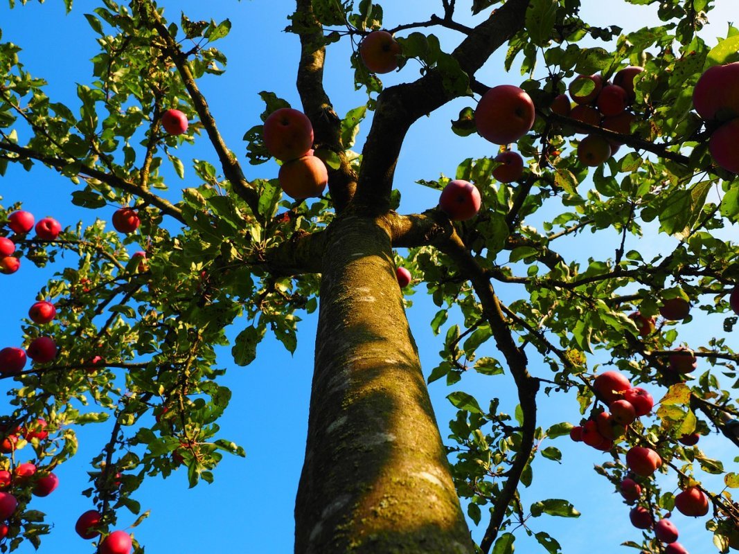 podpníky pre ovocné stromy