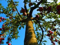 Ako si vybrať vhodný podpník pre ovocný strom?