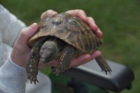 Chov a starostlivosť o suchozemské korytnačky