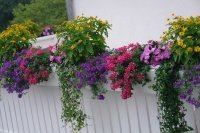 12 Najkrajších kvetov na balkón či terasu