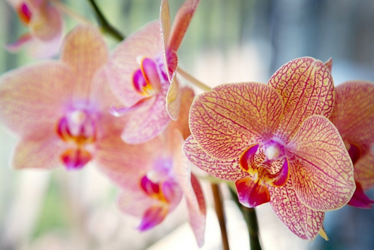 Orchidea pestovanie