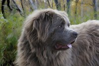 Novofundlandský pes, profil plemena a chovné stanice