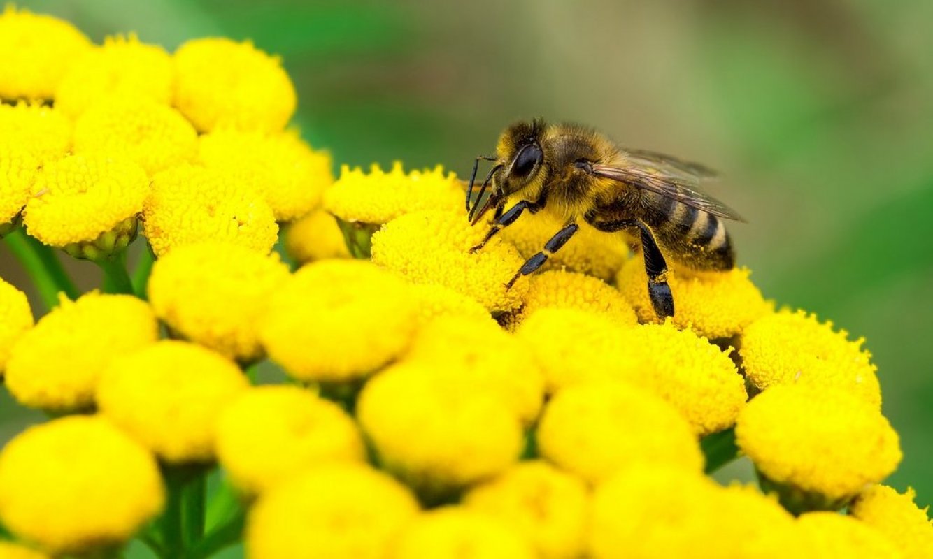 včela opeľovač