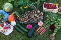 Partnerské pestovanie zeleniny alebo čo s čím sadiť
