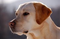 Labrador retriever, profil plemena a chovné stanice