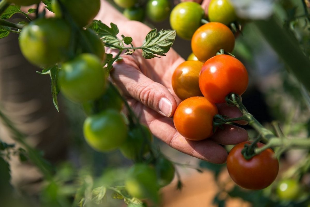 paradajky pestovanie
