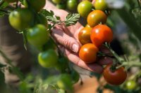 Produktívne pestovanie paradajok od sadenia až po zber
