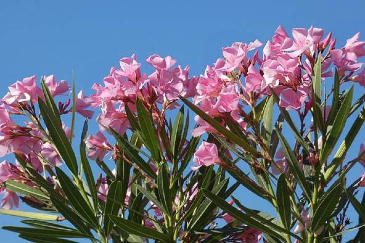 choroby oleander