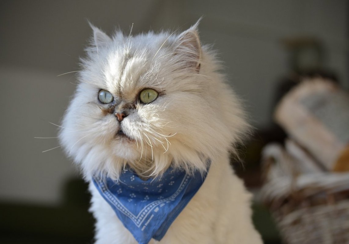 Profil plemena perzská mačka