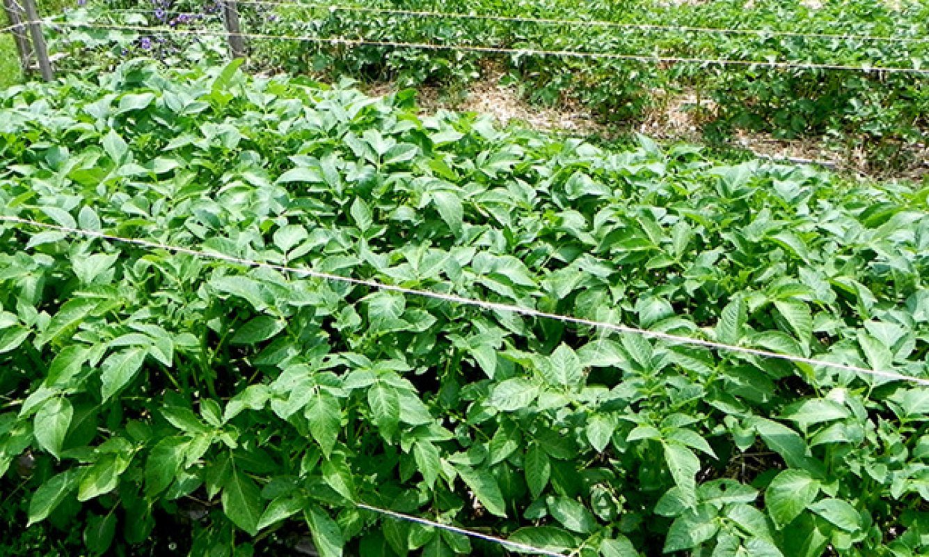 permakultúrne pestovanie zemiakov - opora