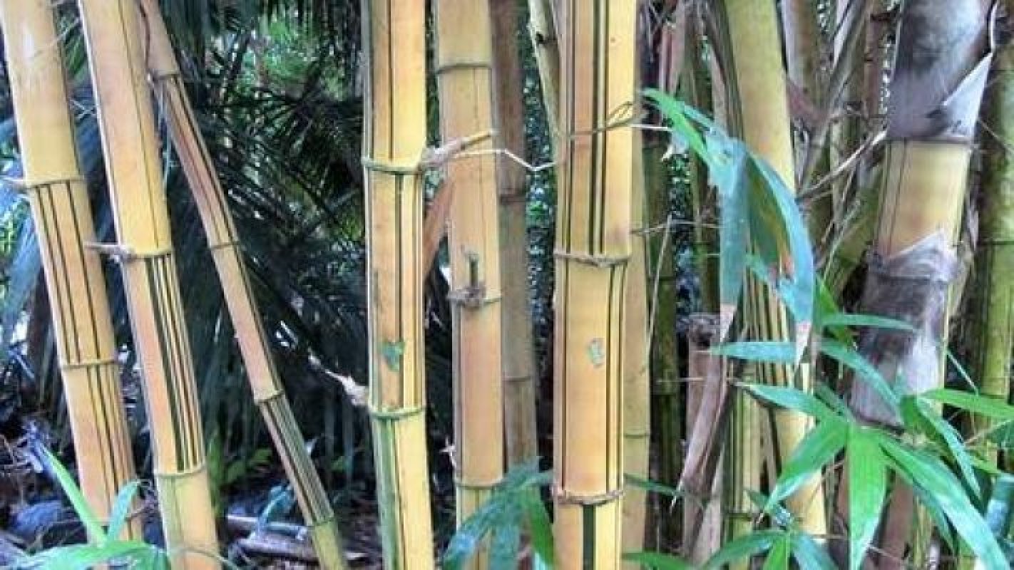 bambus pestovanie