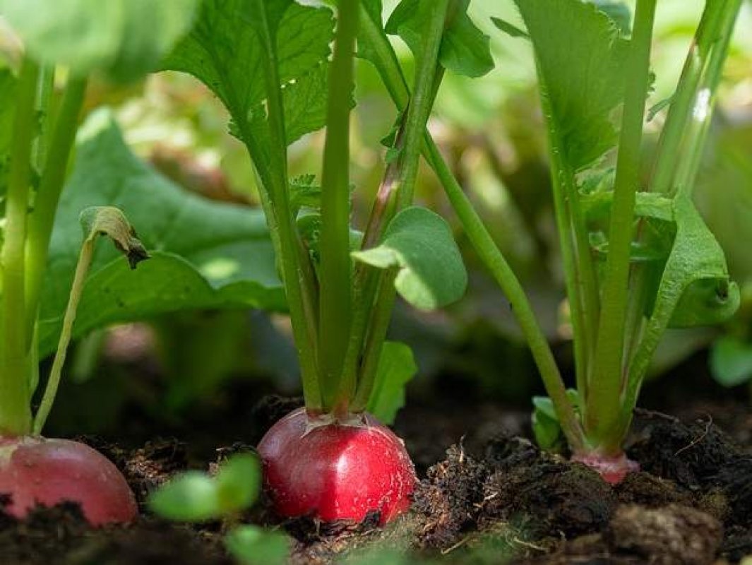 skorá jarná výsadba zeleniny - reďkovka