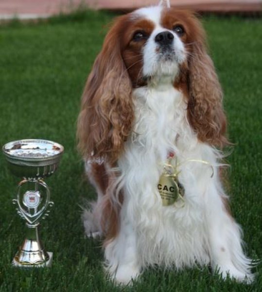 Nino the Great - Chovateľská stanica Cavalier King charles Spaniel