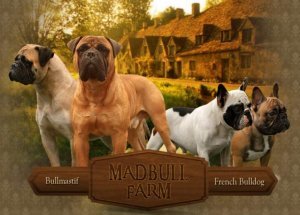 Madbull farm chovná stanica