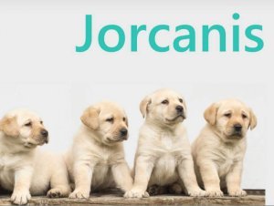 Jorcanis - chovná stanica labradorov
