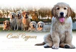 Canis Regnum - Golden retriever kennel