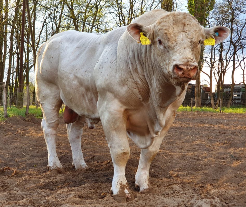 Andrologické vyšetrenie býkov priamo na farme