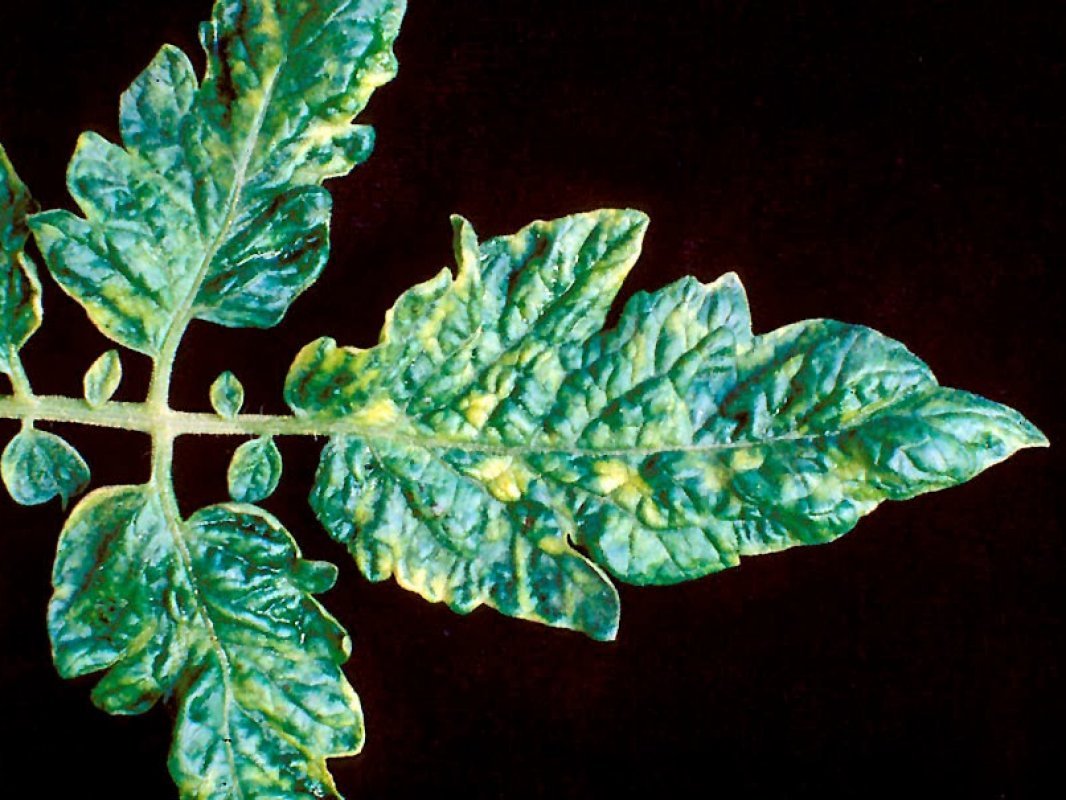 Vírus tabakovej mozaiky na rajčiakoch