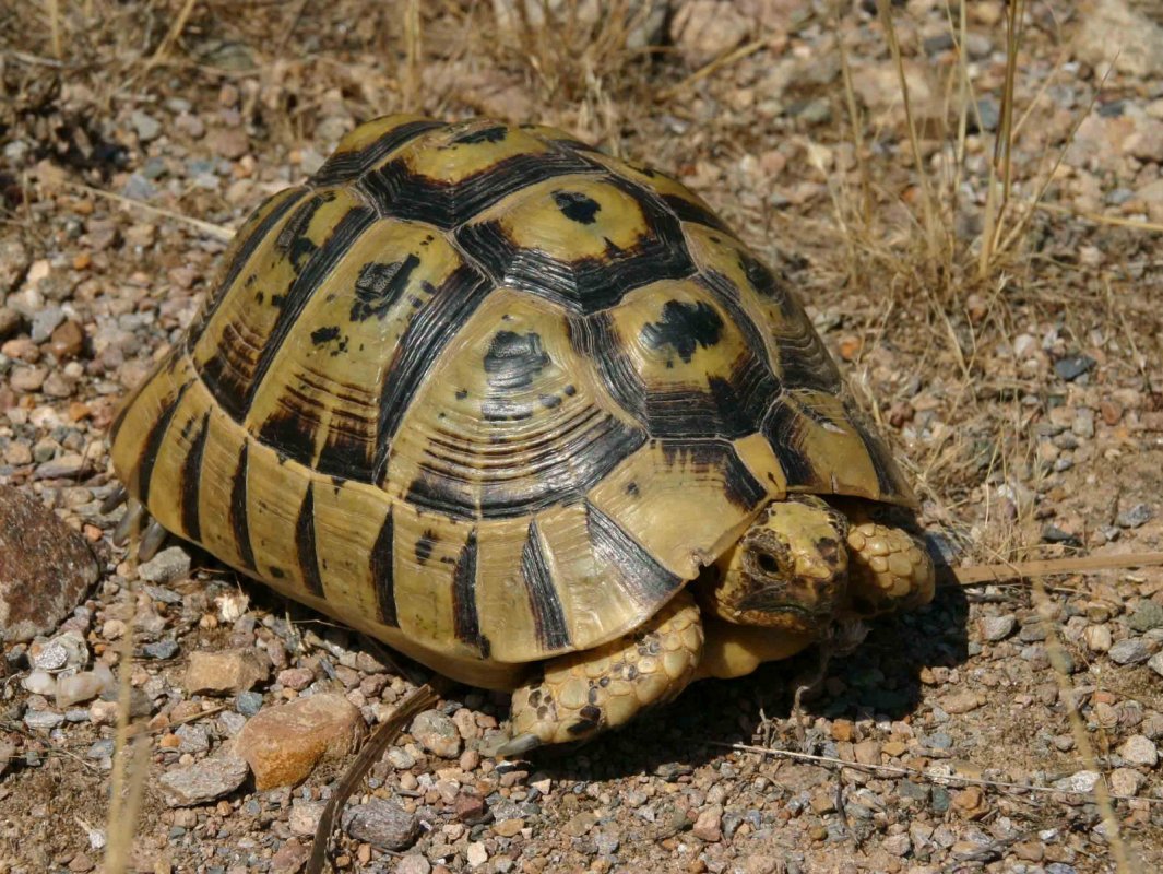 suchozemská korytnačka druhy