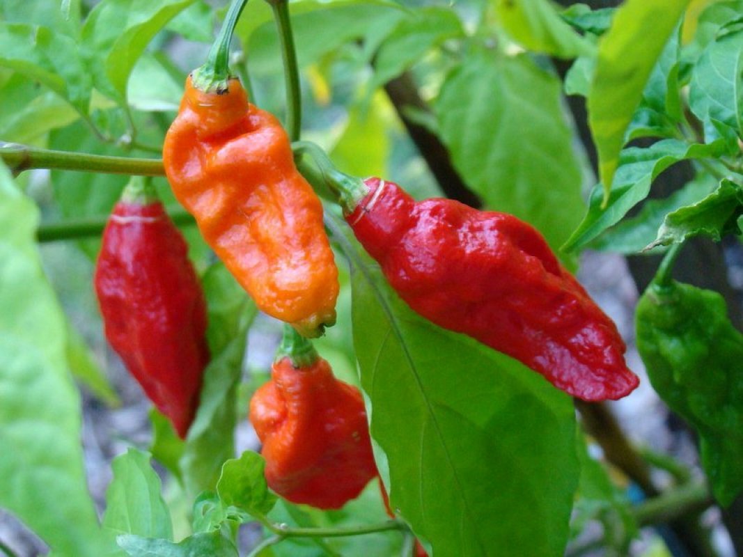 pestovanie chilli papričiek extra pálivé