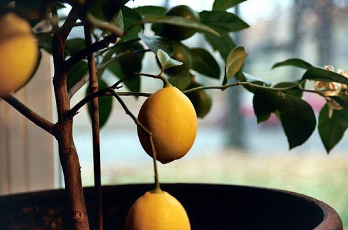 Лимонное дерево с иголками
