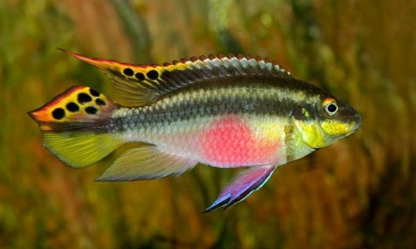 Ostriežik purpurový Pelvicachromis pulcher