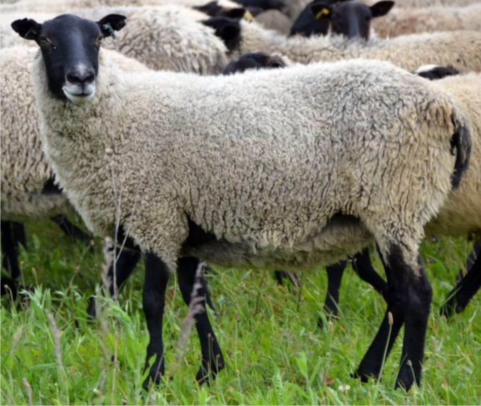 romanovské ovce